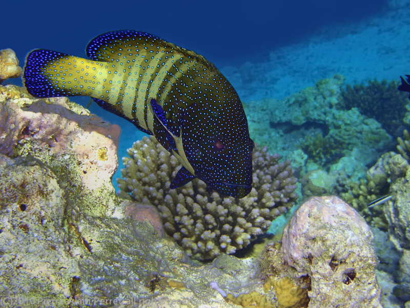 Maldives, Biyadhoo island