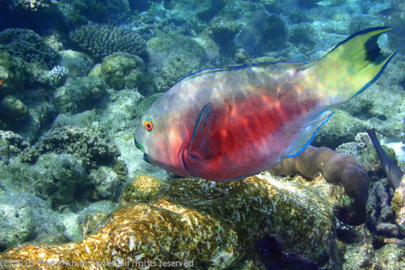 Maldives, Biyadhoo island