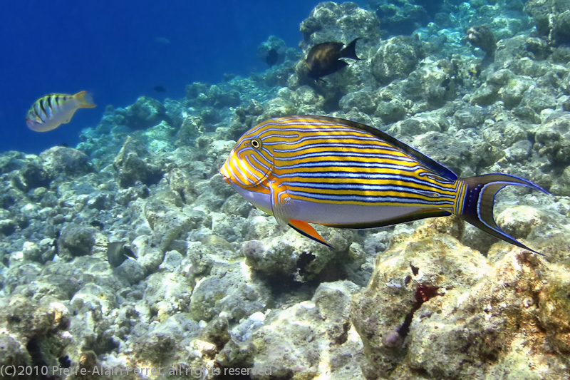 Maldives, Biyadhoo island