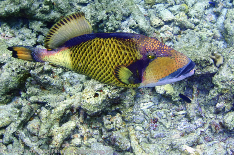 Maldives, Biyadhoo island