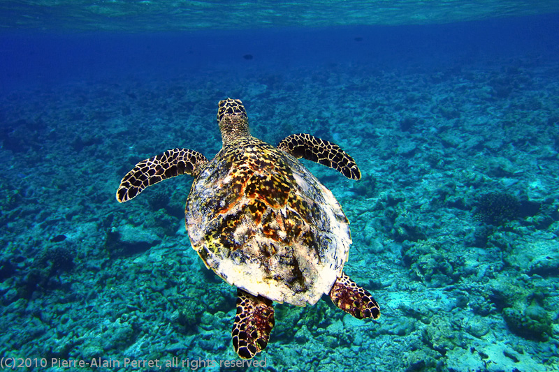 Maldives, Biyadhoo island