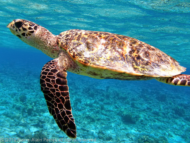 Maldives, Biyadhoo island