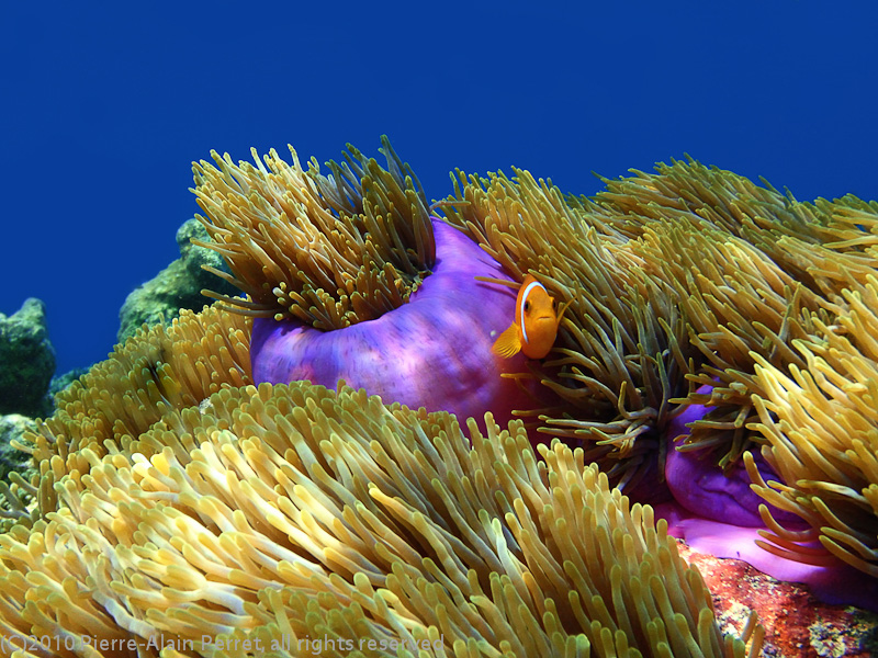 Maldives, Biyadhoo island