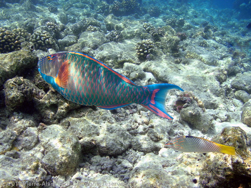 Maldives, Biyadhoo island