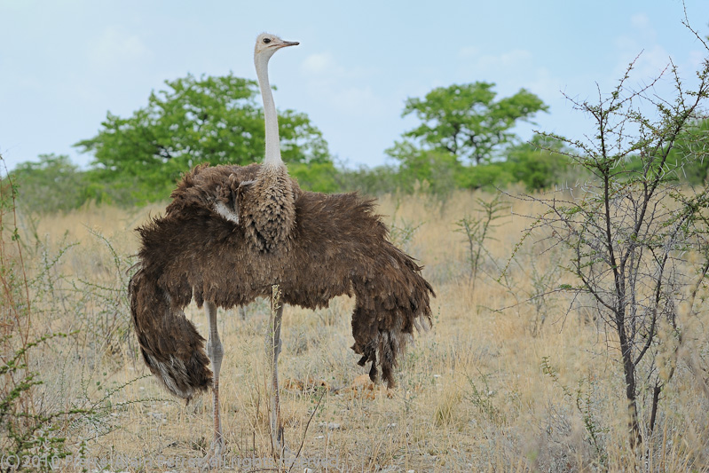 Etosha National Park