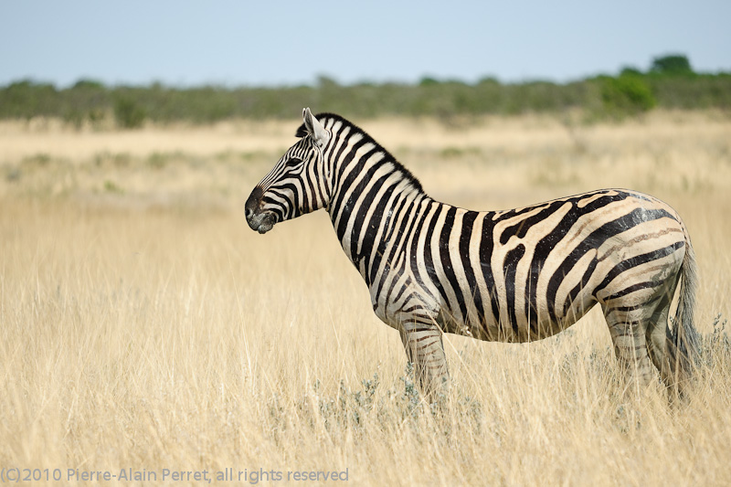 Etosha National Park