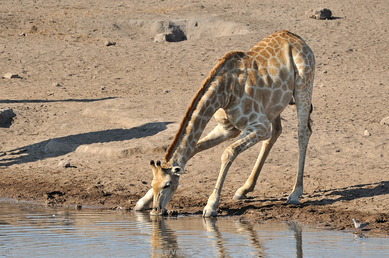 Etosha National Park