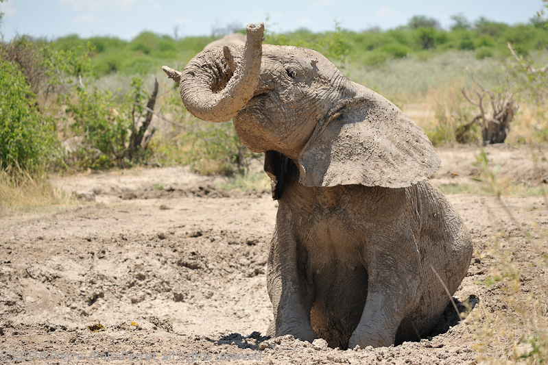 Etosha National Park