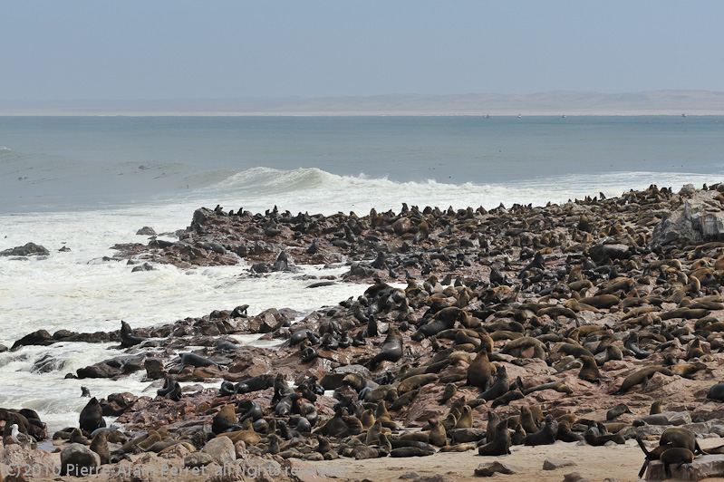 Cape Cross - Skeleton Coast