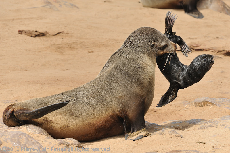 Cape Cross - Skeleton Coast