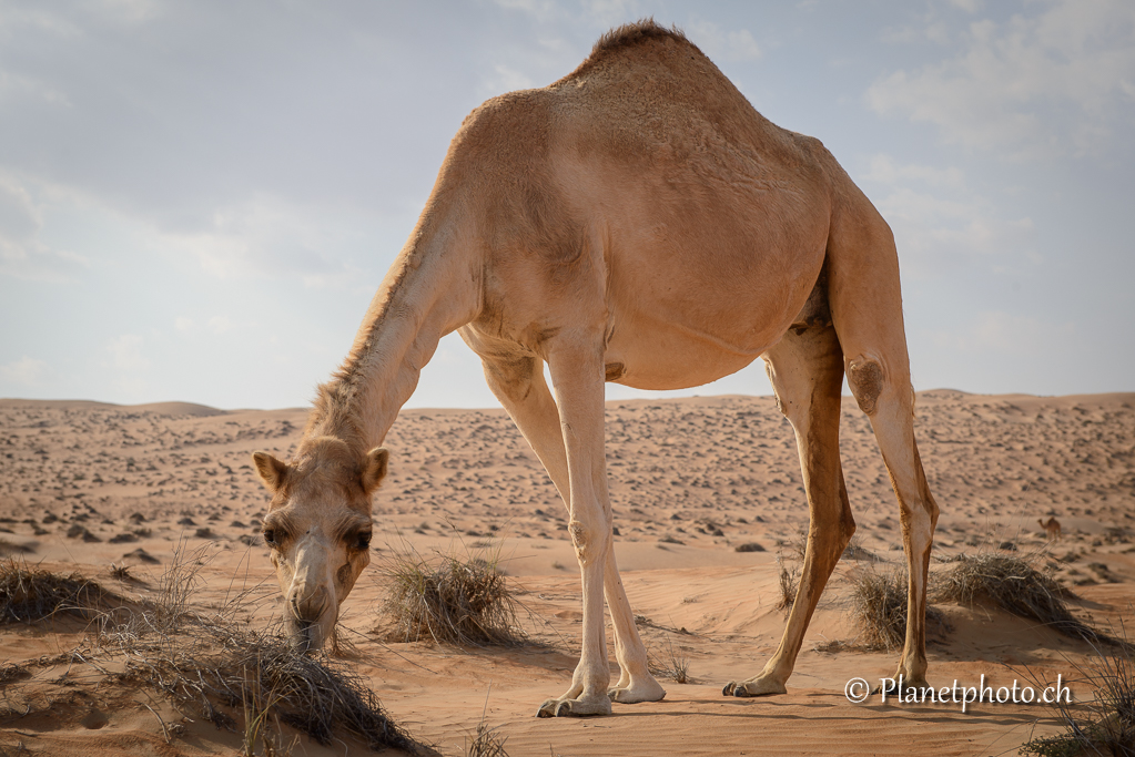 Wahiba Sands