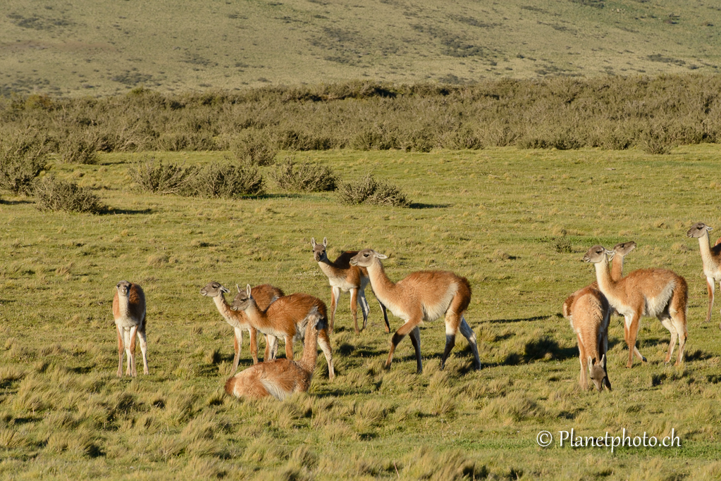 Parc de Torres del Paine - Guanaco