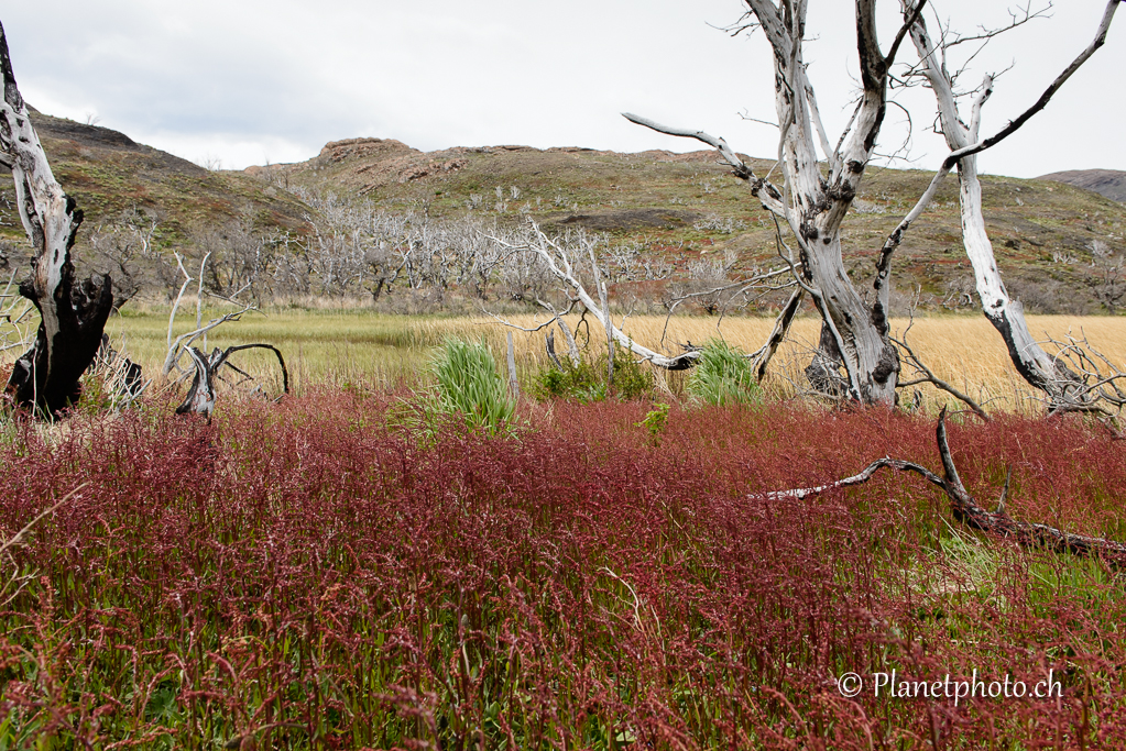 Parc de Torres del Paine