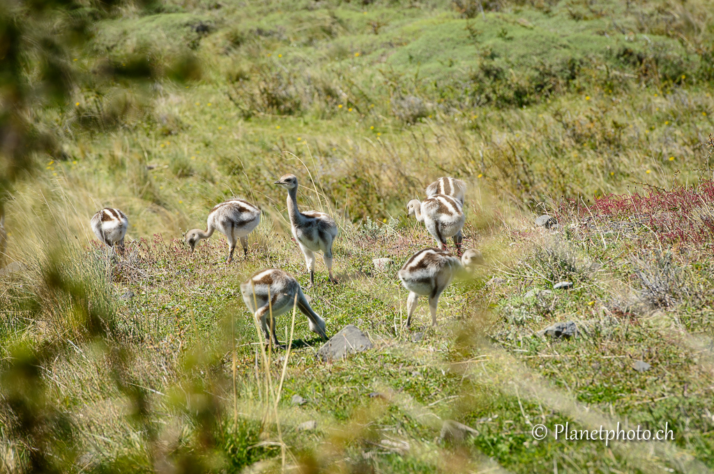 Parc de Torres del Paine - Nandou