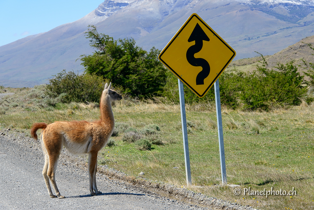 Parc de Torres del Paine - Guanaco