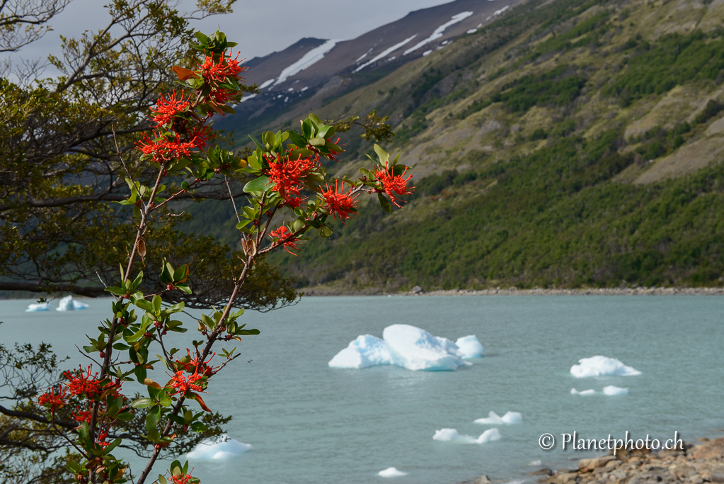 Glacier Perito Moreno