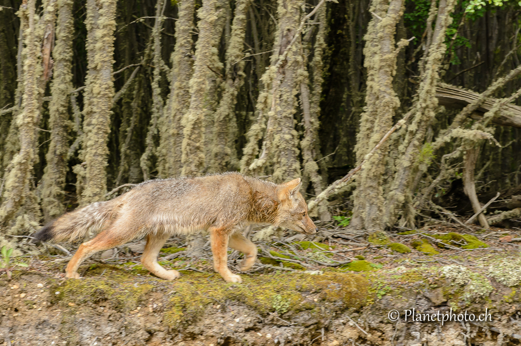 Ushuaia - Renard dans le parc de la Terre de Feu