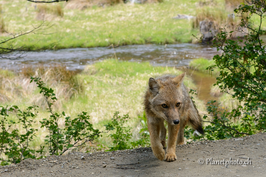 Ushuaia - Renard dans le parc de la Terre de Feu