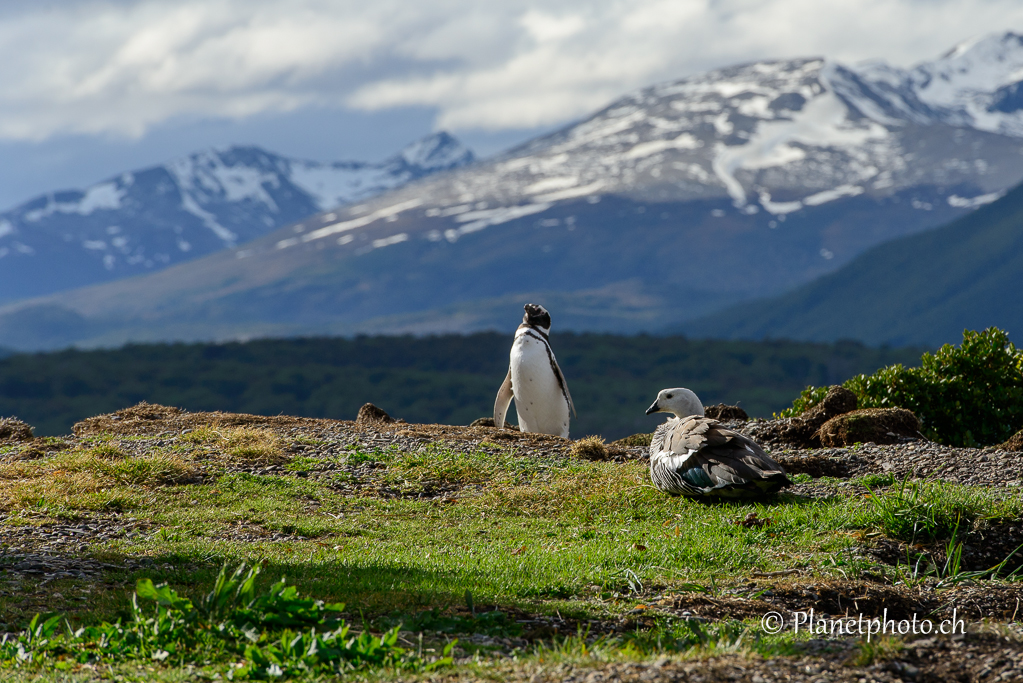 Ushuaia - Manchot de Magellan