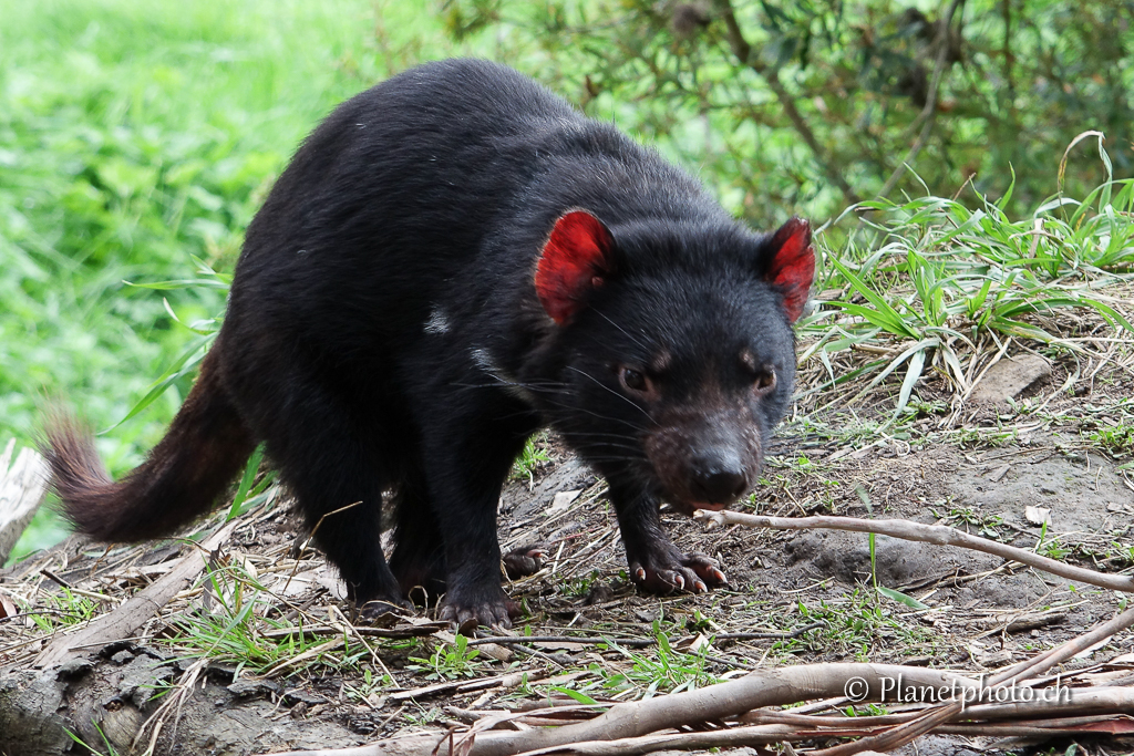 Tasmanian devil