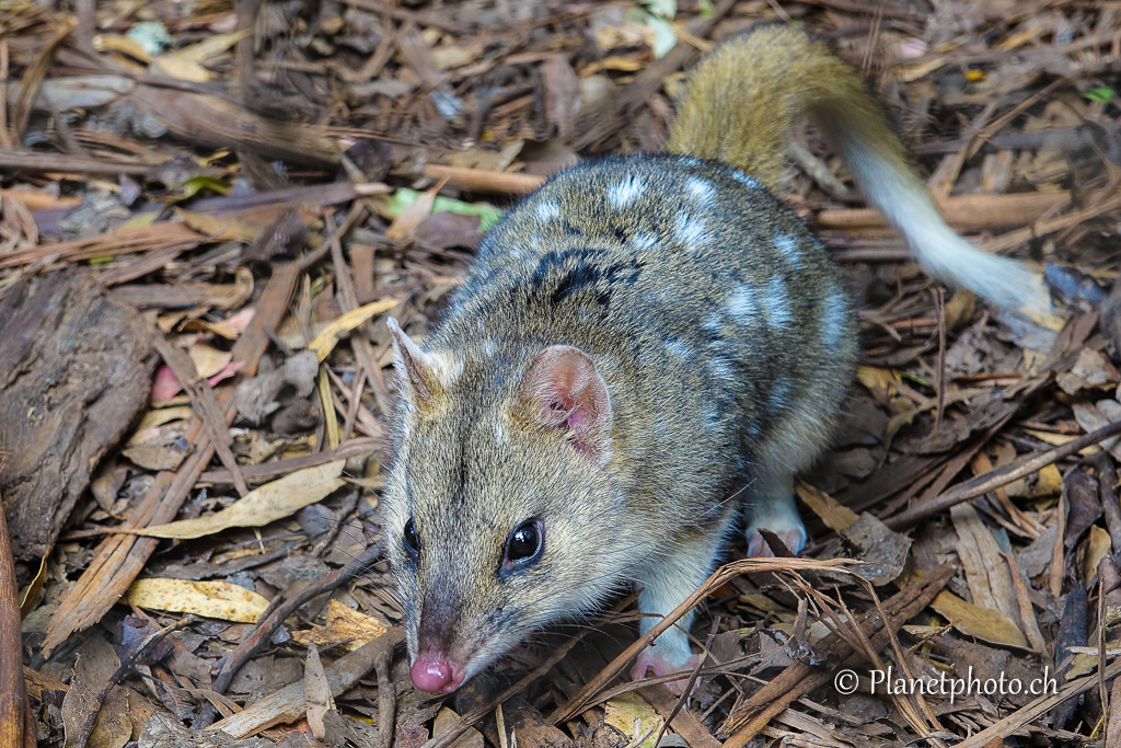 Eastern quoll