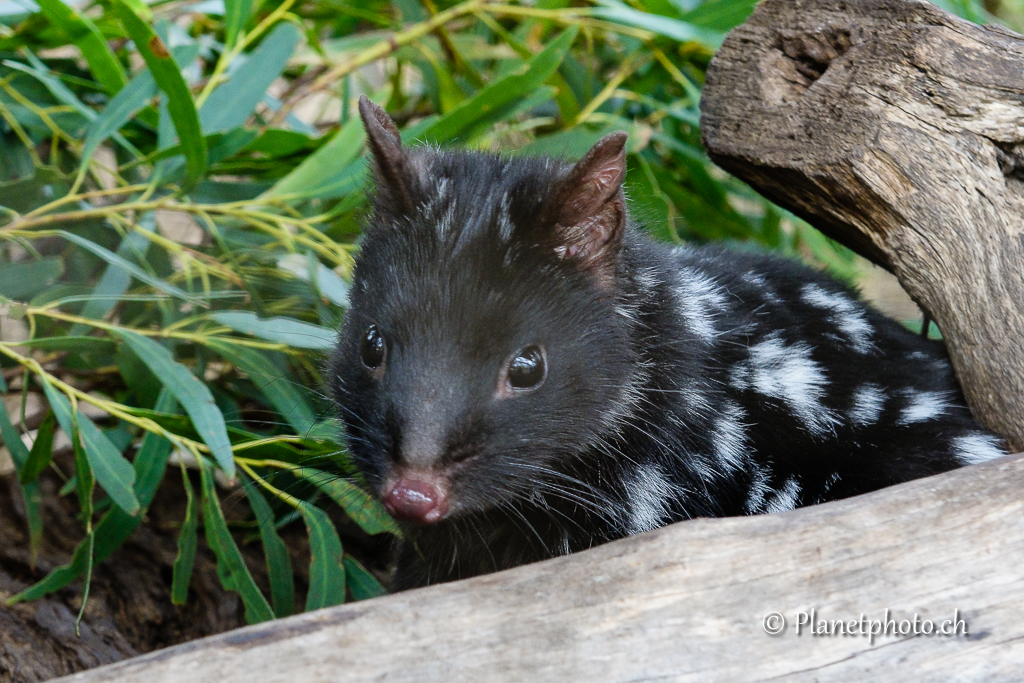 Eastern quoll