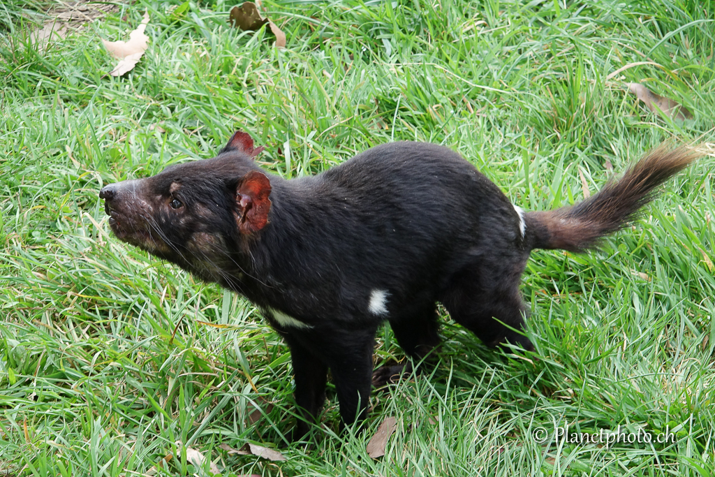 Tasmanian devil