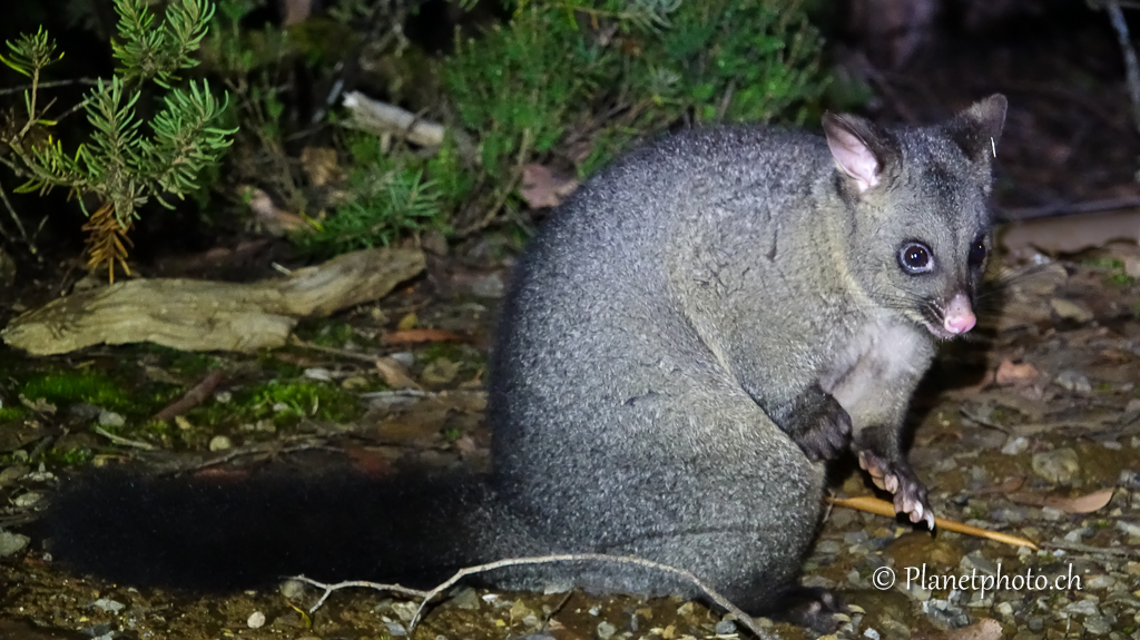 Brushtail Possums