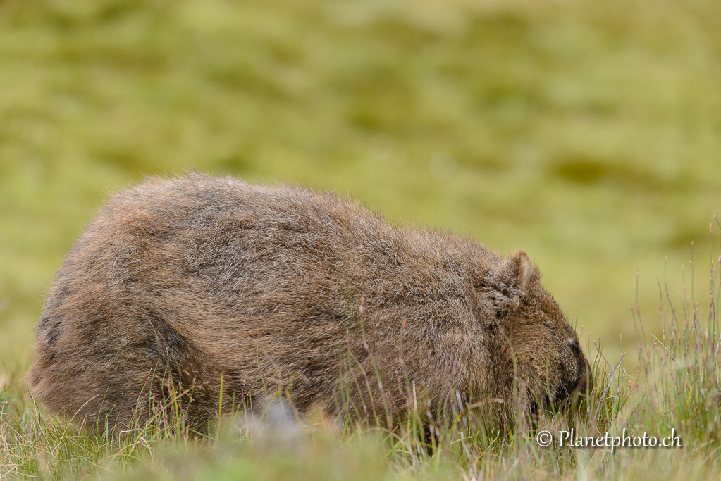 Wombat