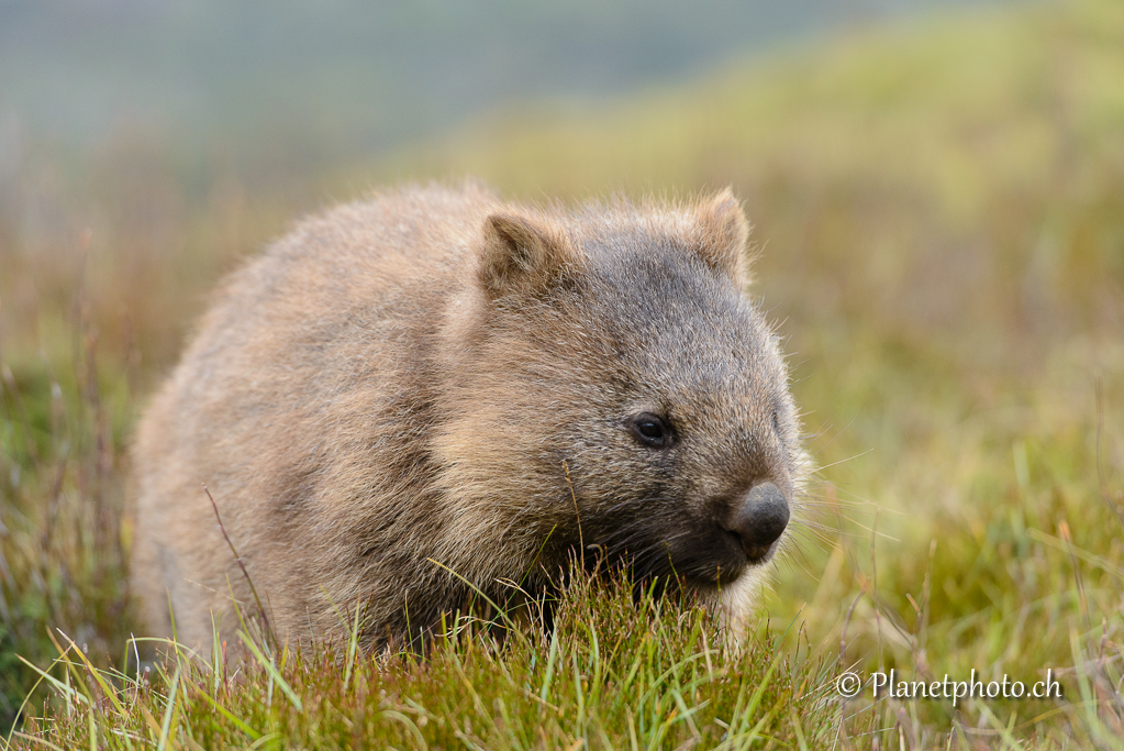 Wombat