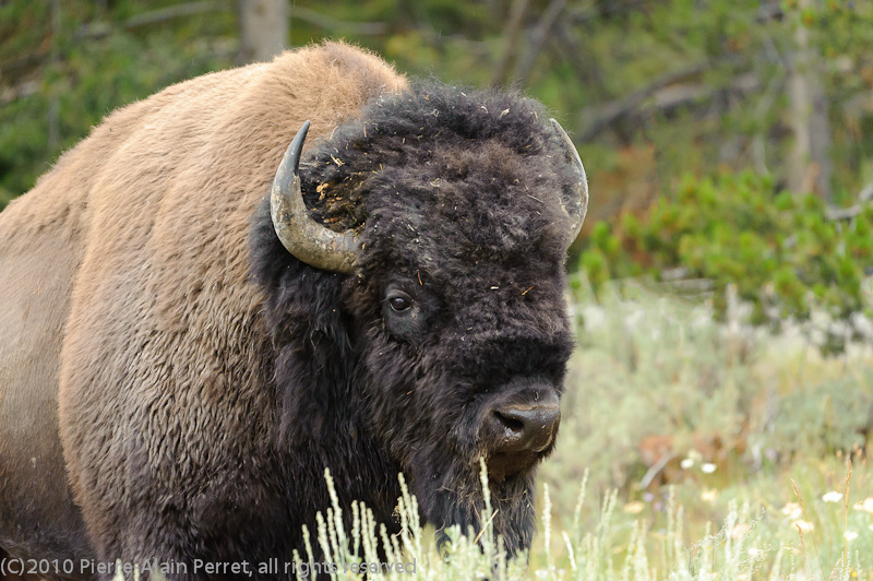 USA - Yellowstone nat. park