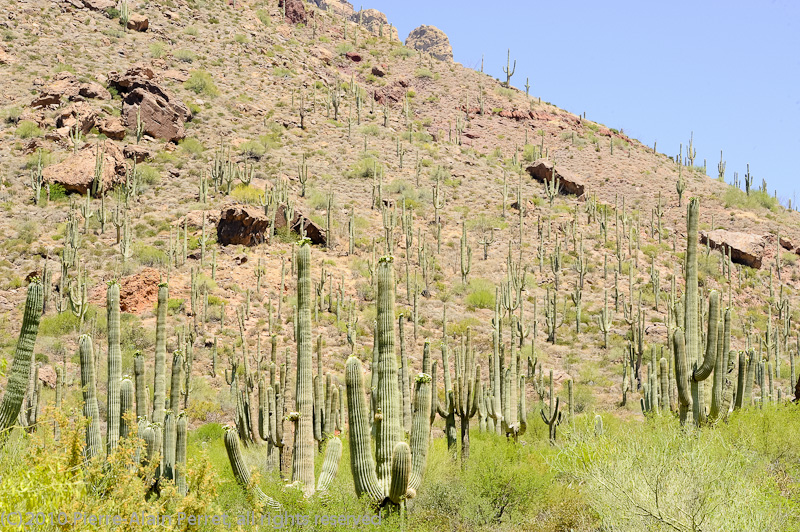 Phoenix Apache Trail