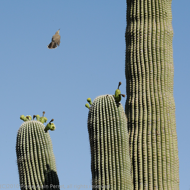 Tucson - Saguaro Nat. Park